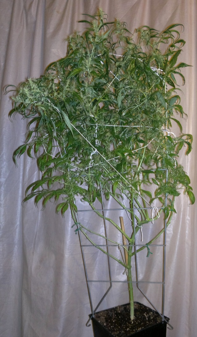 bayanga 139 zoom G.jpg