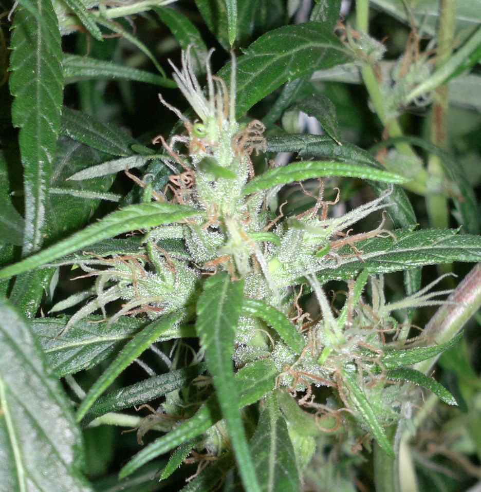 bayanga 139 zoom D.jpg