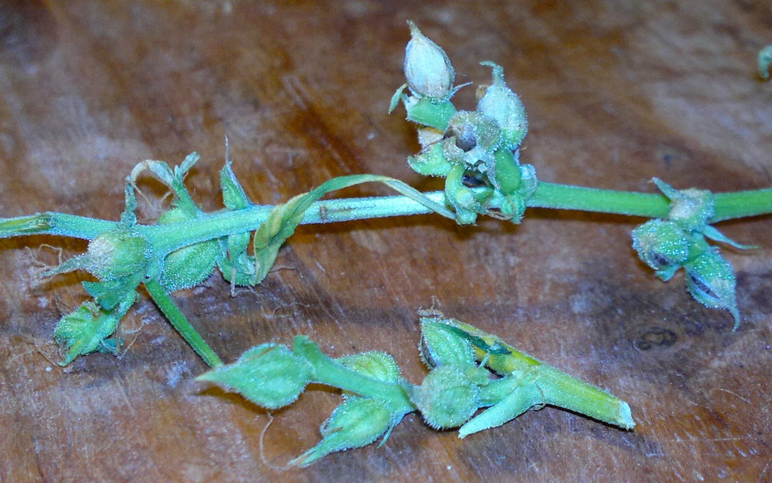 bayanga 139 zoom A.jpg