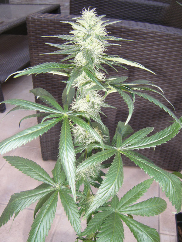 SCF7929.jpg