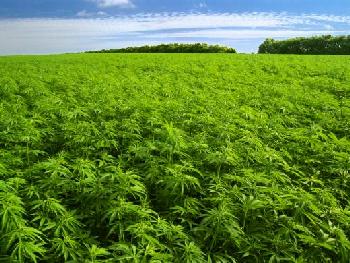 marihuana-paraguay.jpg