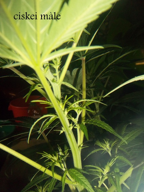 IMGP5967.JPG