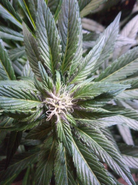 IMGP6081.JPG