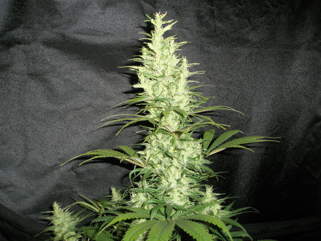 Z6 2.JPG