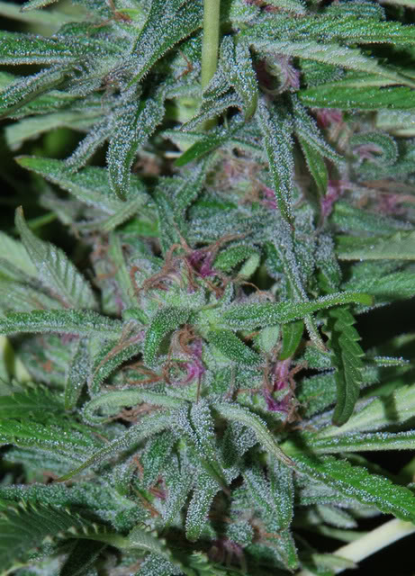 PanamaRDSCN0324012copia.jpg