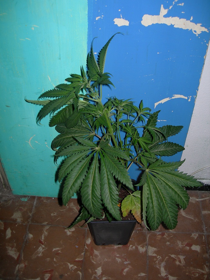 peyote vista entera.JPG