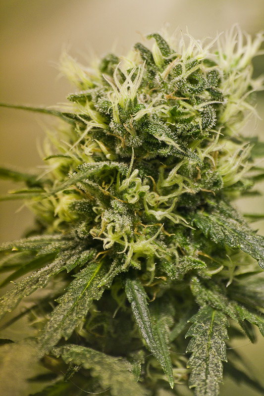 Destroyer12052012-_MG_4020.jpg