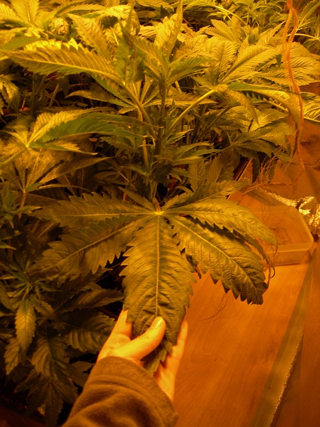 hoja peyote.JPG