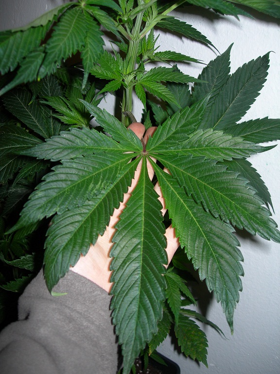 hoja nepal jam.JPG