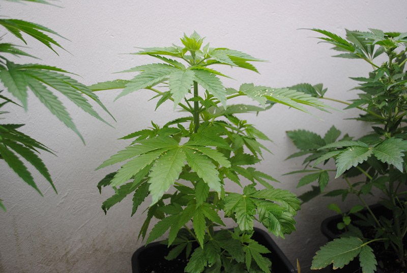maj 180512 007 (Copier).JPG