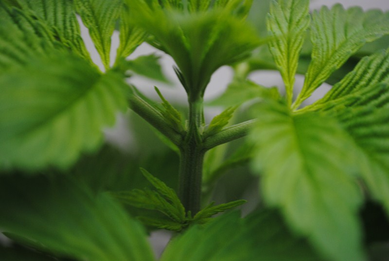 maj 180512 008 (Copier).JPG