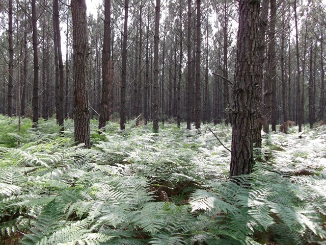 DSCF1140 (Copier).JPG