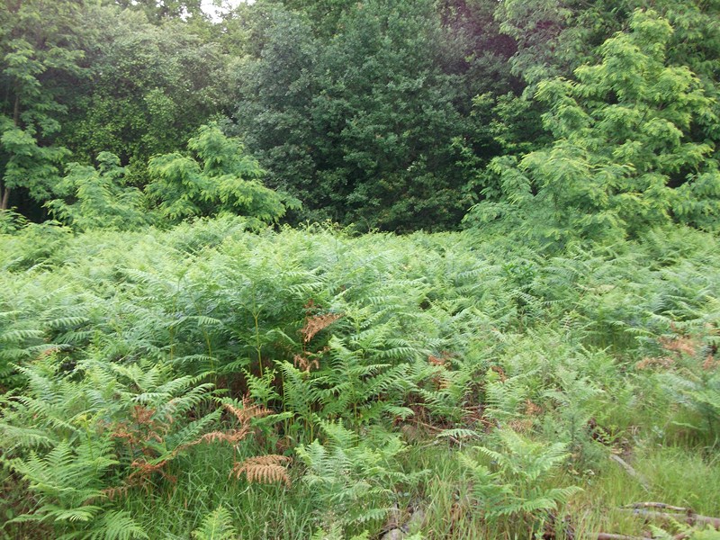 DSCF1129 (Copier).JPG