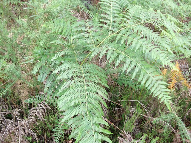 DSCF1139 (Copier).JPG