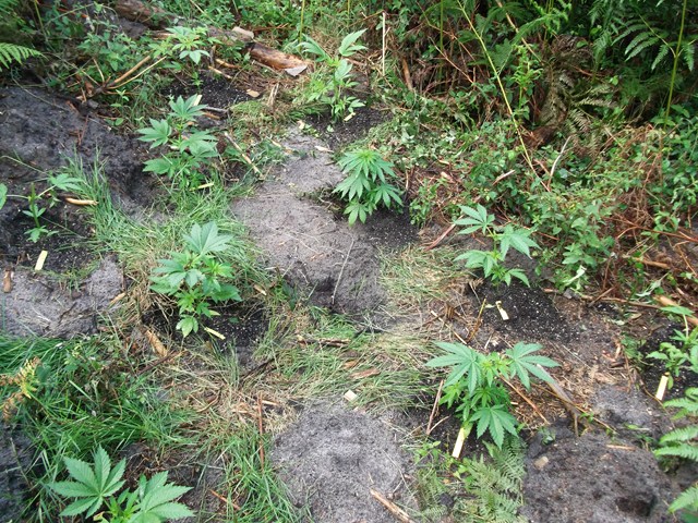 DSCF1130 (Copier).JPG