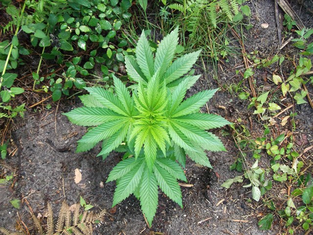 DSCF1131 (Copier).JPG