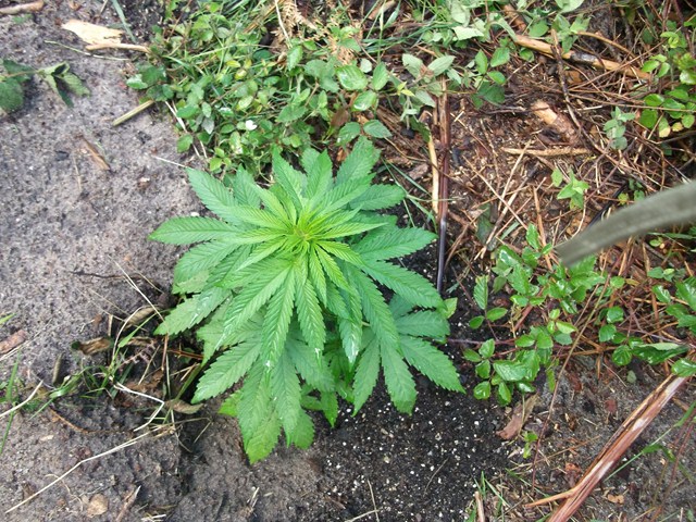 DSCF1132 (Copier).JPG