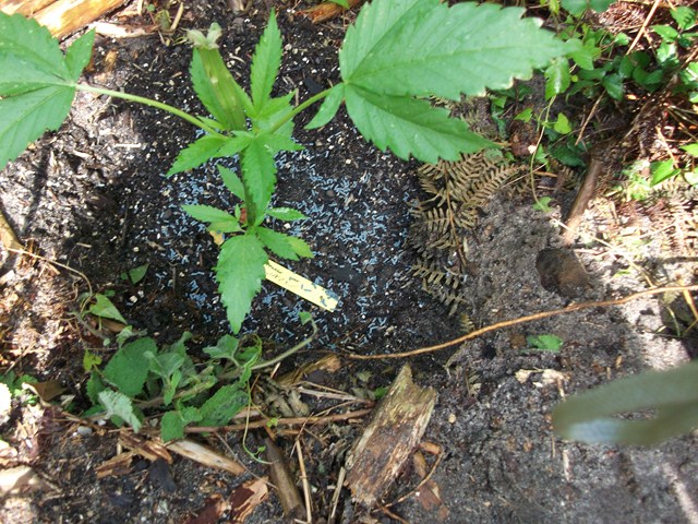 DSCF1135 (Copier).JPG
