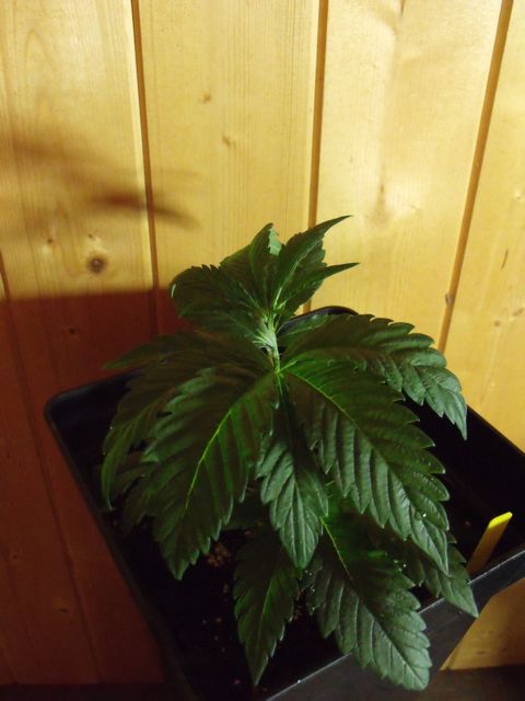 DSCF3059.jpg
