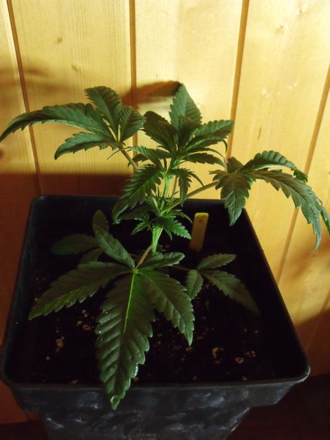 DSCF3060.jpg