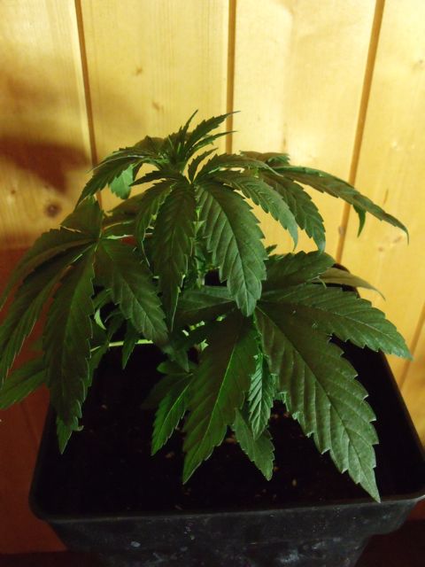 DSCF3061.jpg