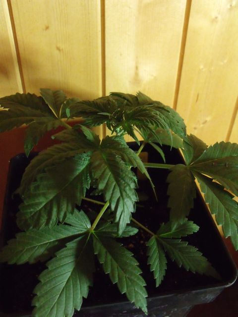 DSCF3063.jpg