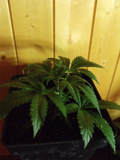 DSCF3065.jpg