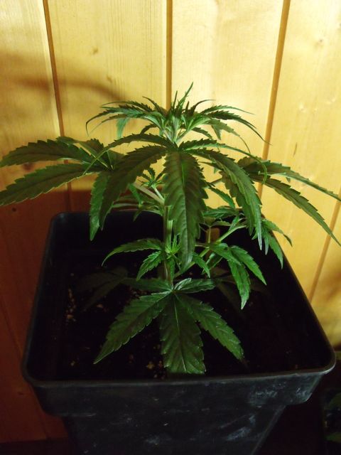 DSCF3066.jpg