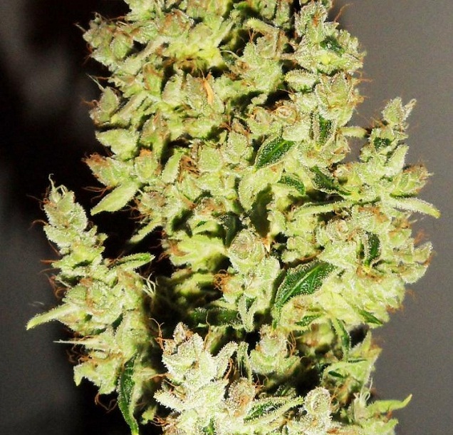 Recolte sourkush flo+77 S32.jpg
