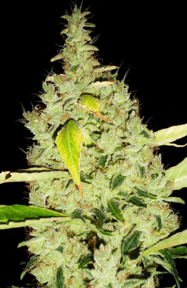 Recolte sourkush flo+77 S3.jpg