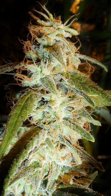 Amnesia underground seeds2.jpg