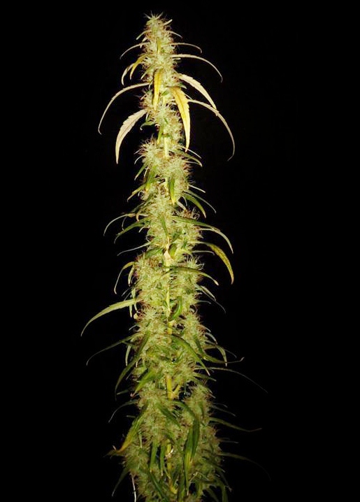 Amnesia underground seeds.jpg