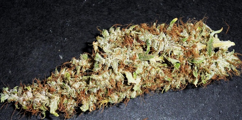 Bud Zamal x Pck.jpg