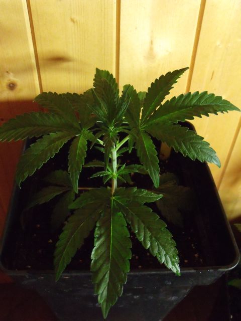 DSCF3068.jpg