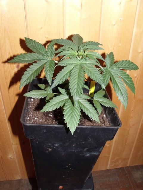 DSCF3069.jpg