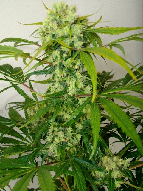 IMGP2403.JPG