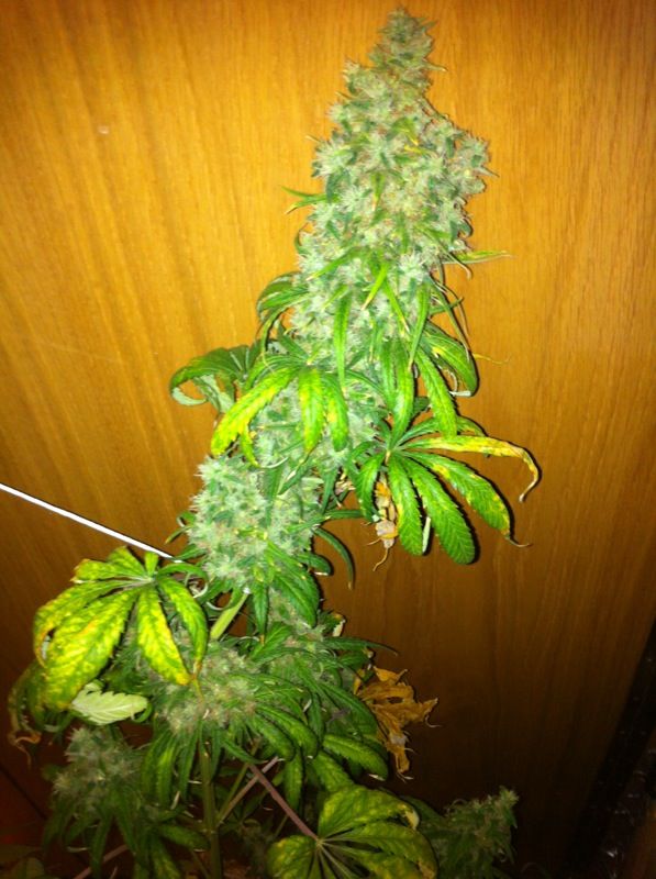 IMG-20120708-WA0004.jpg