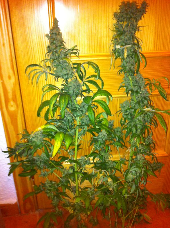 IMG-20120708-WA0008.jpg