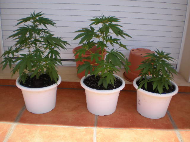 super skunk.JPG