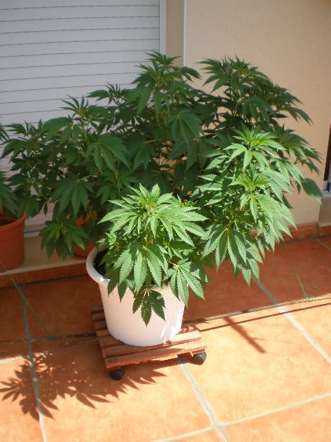 taskenti 2.JPG