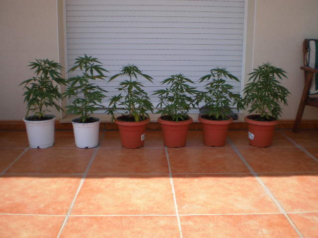 kali mist macetas de 6L.JPG