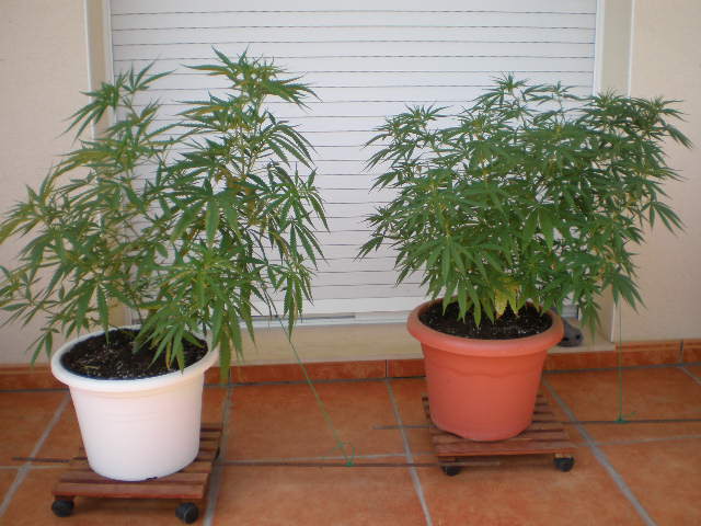 destroyer en maceta 20L.JPG