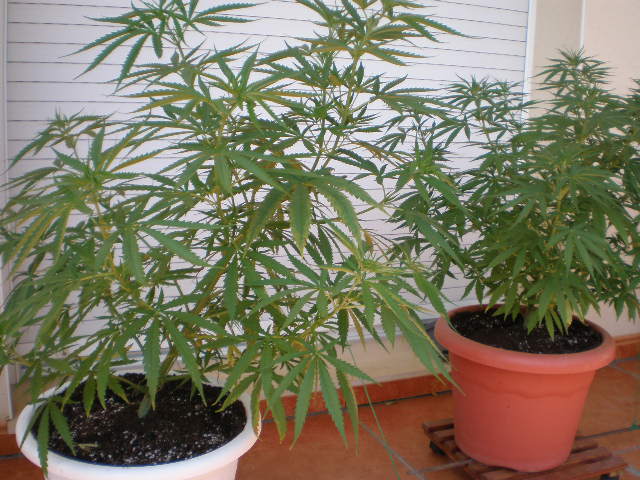 destroyer en maceta 20L 2.JPG