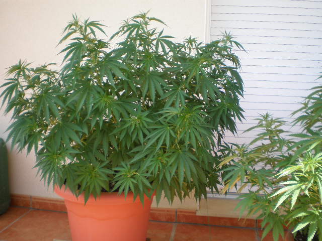 super skunk doblada en maceta definitiva.JPG