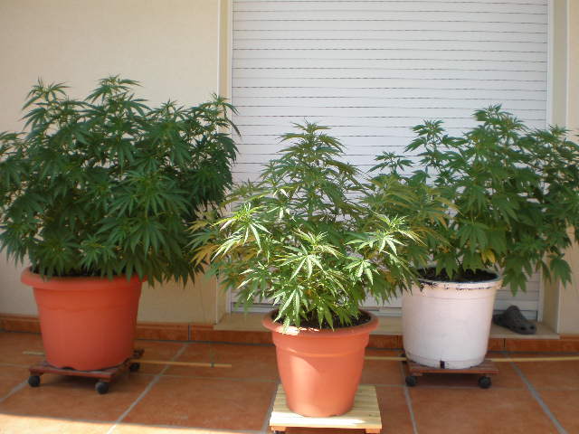 super skunk en macetas definitivas.JPG