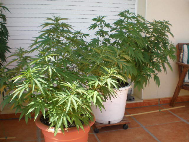 super skunk en macetas definitivas 2.JPG