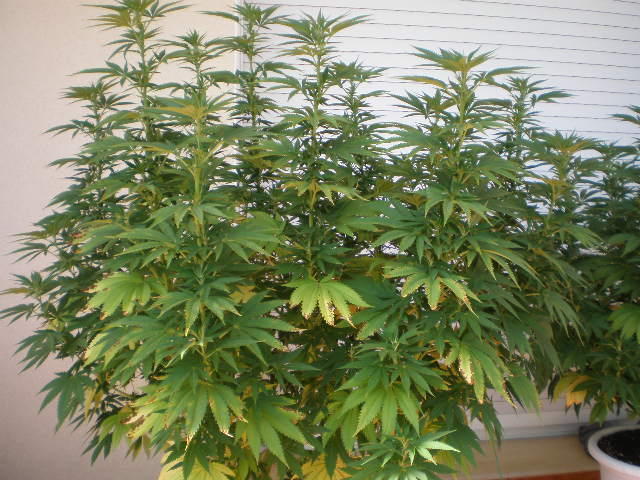 taskenti doblada empezando a florar 2.JPG