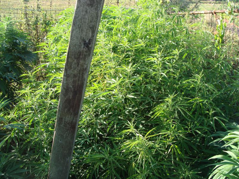 huerto 2 005_800x600.jpg