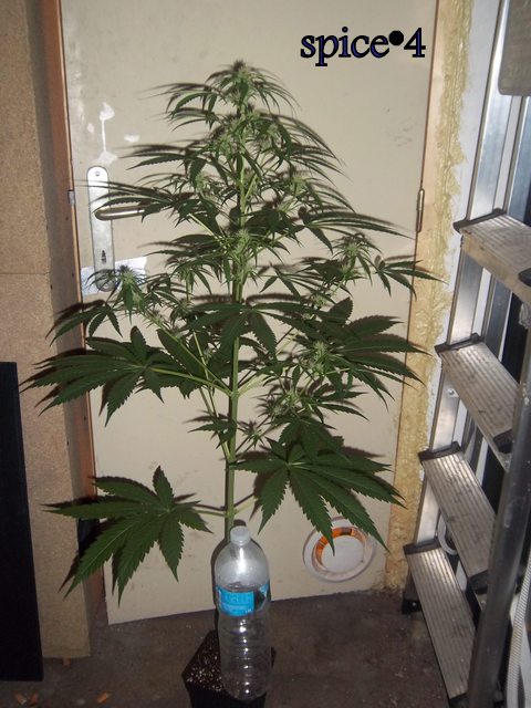 IMGP9323.JPG