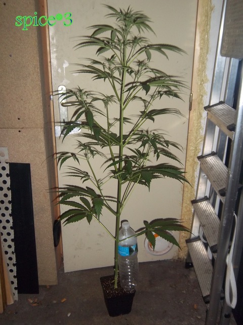 IMGP9312.JPG